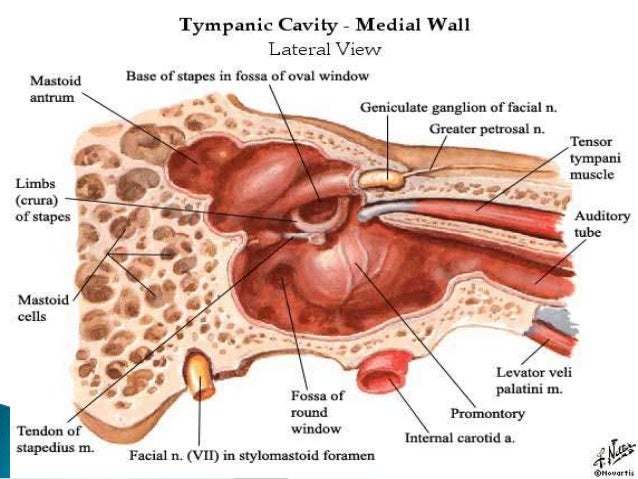 Anatomy of middle ear stapes bone diagram 