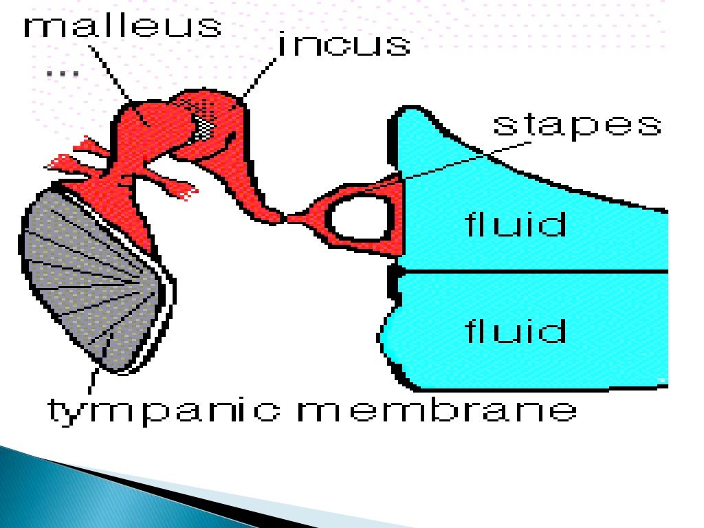 Anatomy of middle ear