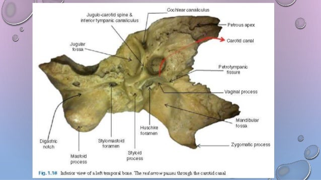 Anatomy of middle ear
