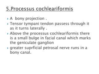 Anatomy of middle ear | PPTX