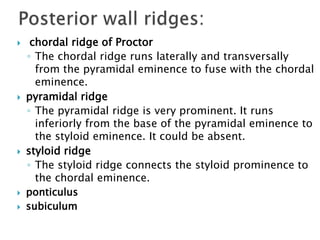 Pyramidal Prominence Anatomy of middle ear | PPTX