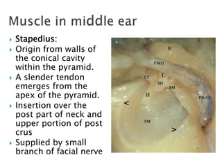 Stapedius In Ear Anatomy of middle ear | PPTX