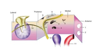 ANATOMY OF MIDDLE EAR BY DINESH V.pptx