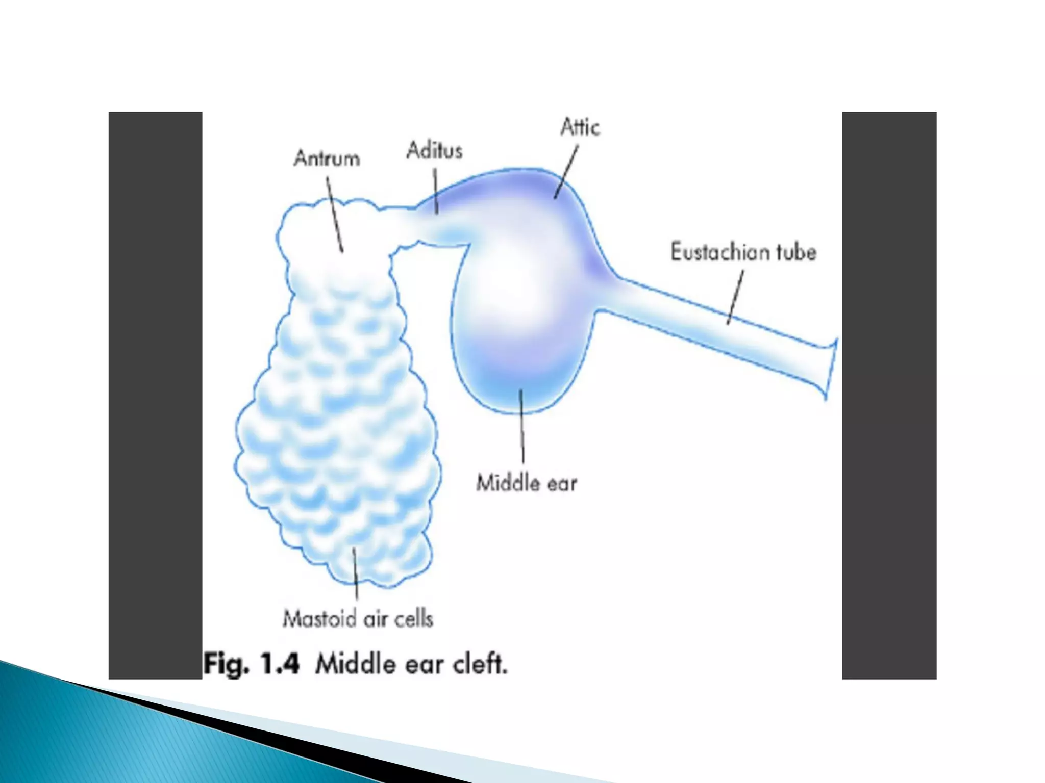 Anatomy of middle ear cleft microteaching, 06.03.17, dr.pk