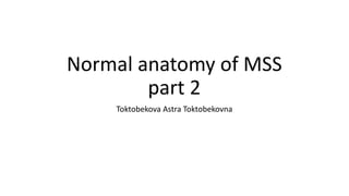 Normal anatomy of MSS
part 2
Toktobekova Astra Toktobekovna
 