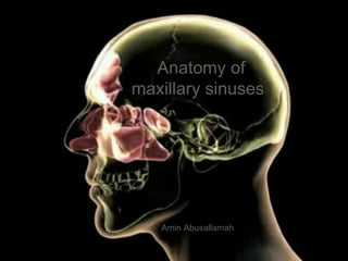 Anatomy of
maxillary sinuses




   Amin Abusallamah
 