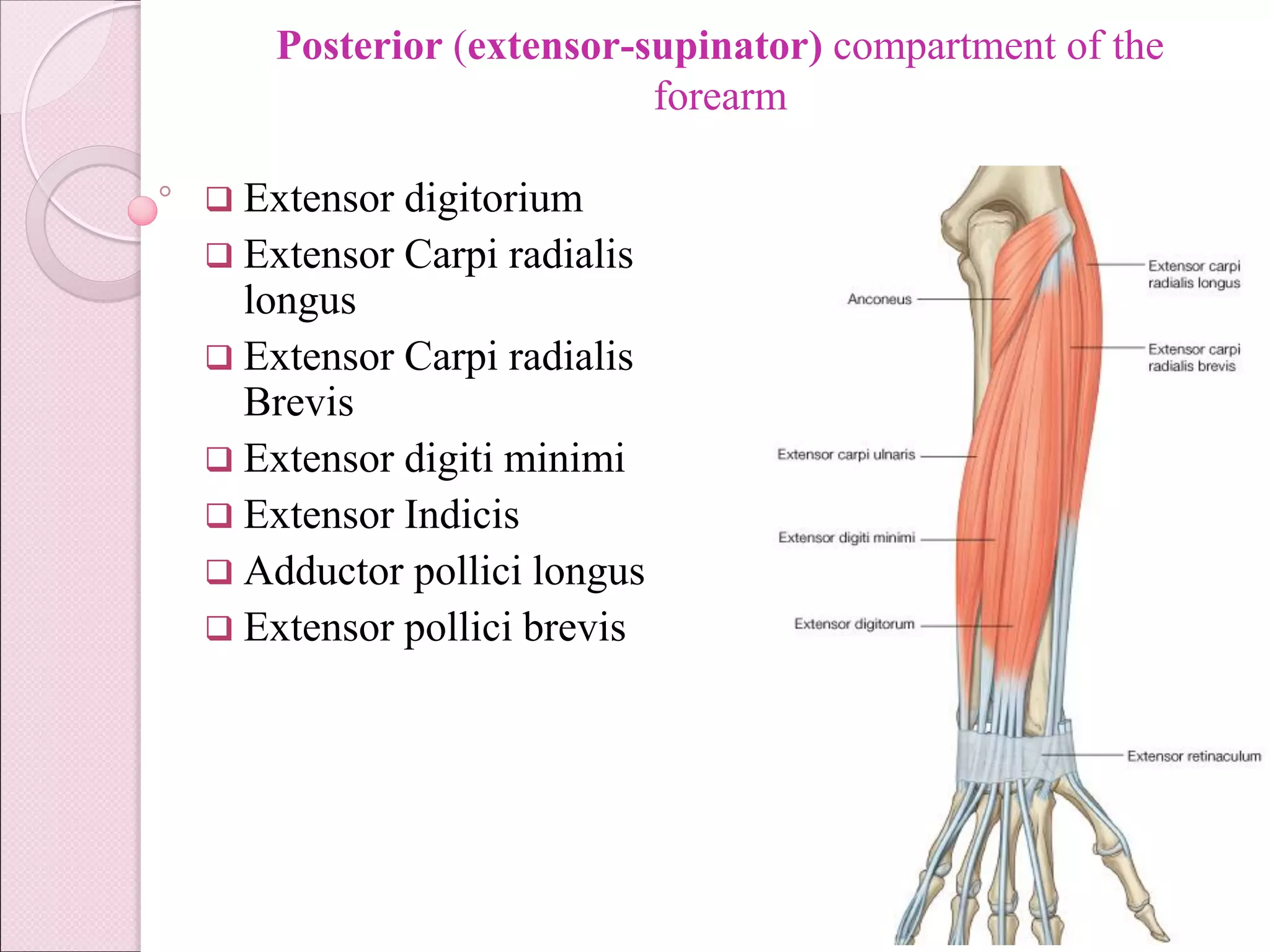 Anatomy of Muscular system.pdf