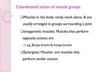 Anatomy of Muscular system.pdf