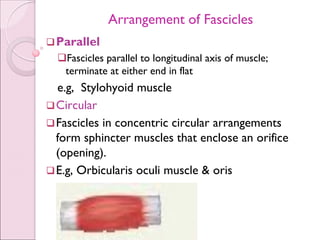 Anatomy of Muscular system.pdf