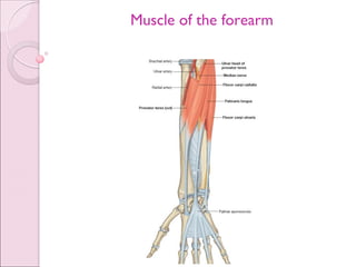 Anatomy of Muscular system.pdf