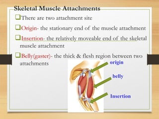 Anatomy of Muscular system.ppt