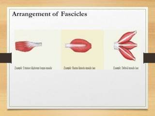 Anatomy of Muscular system.ppt