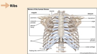ANATOMY OF MUSCULOSKELETAL.pptx The muscle | PPTX