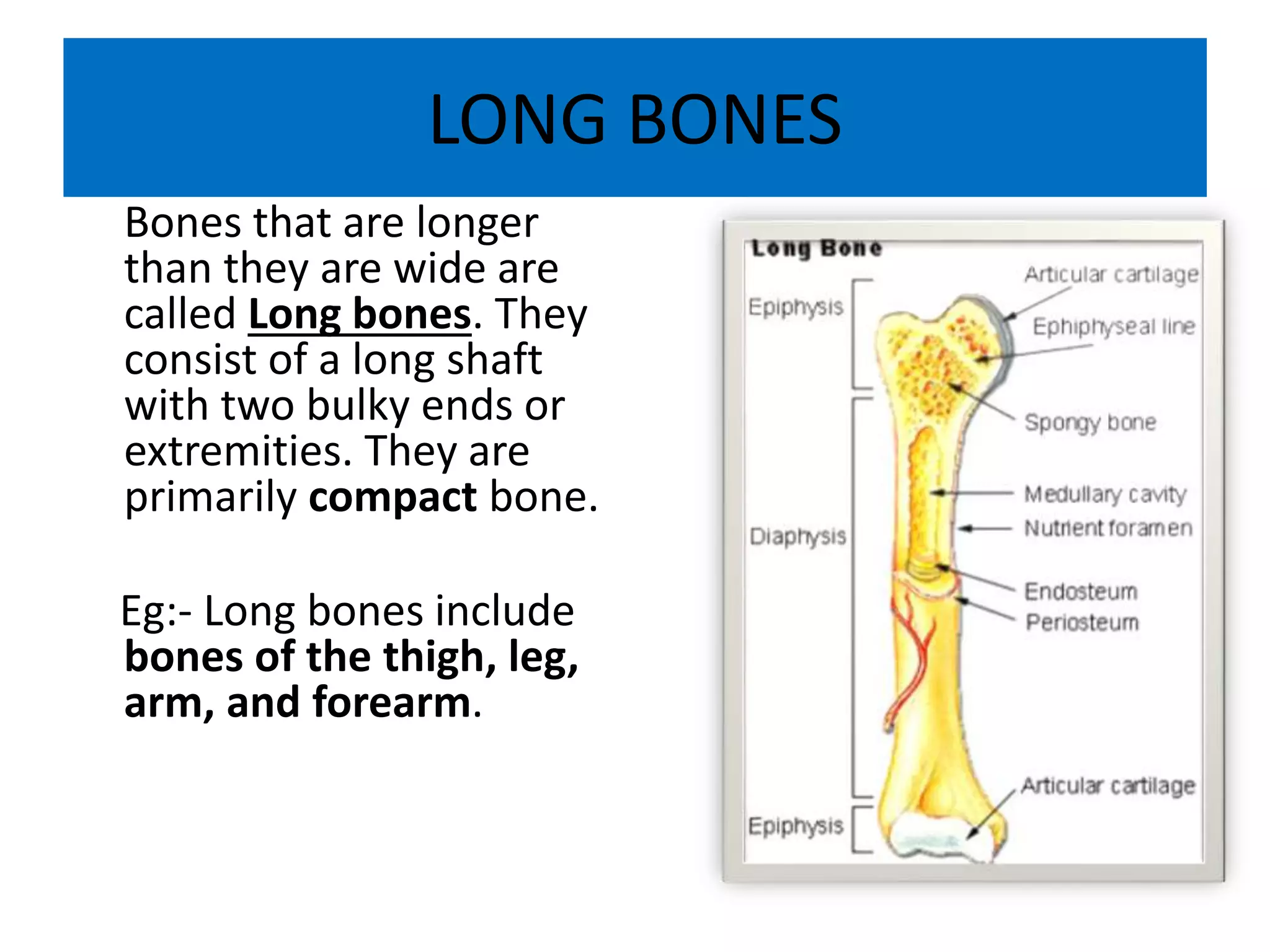 LONG BONES
Bones that are longer
than they are wide are
called Long bones. They
consist of a long shaft
with two bulky ends or
extremities. They are
primarily compact bone.
Eg:- Long bones include
bones of the thigh, leg,
arm, and forearm.
 