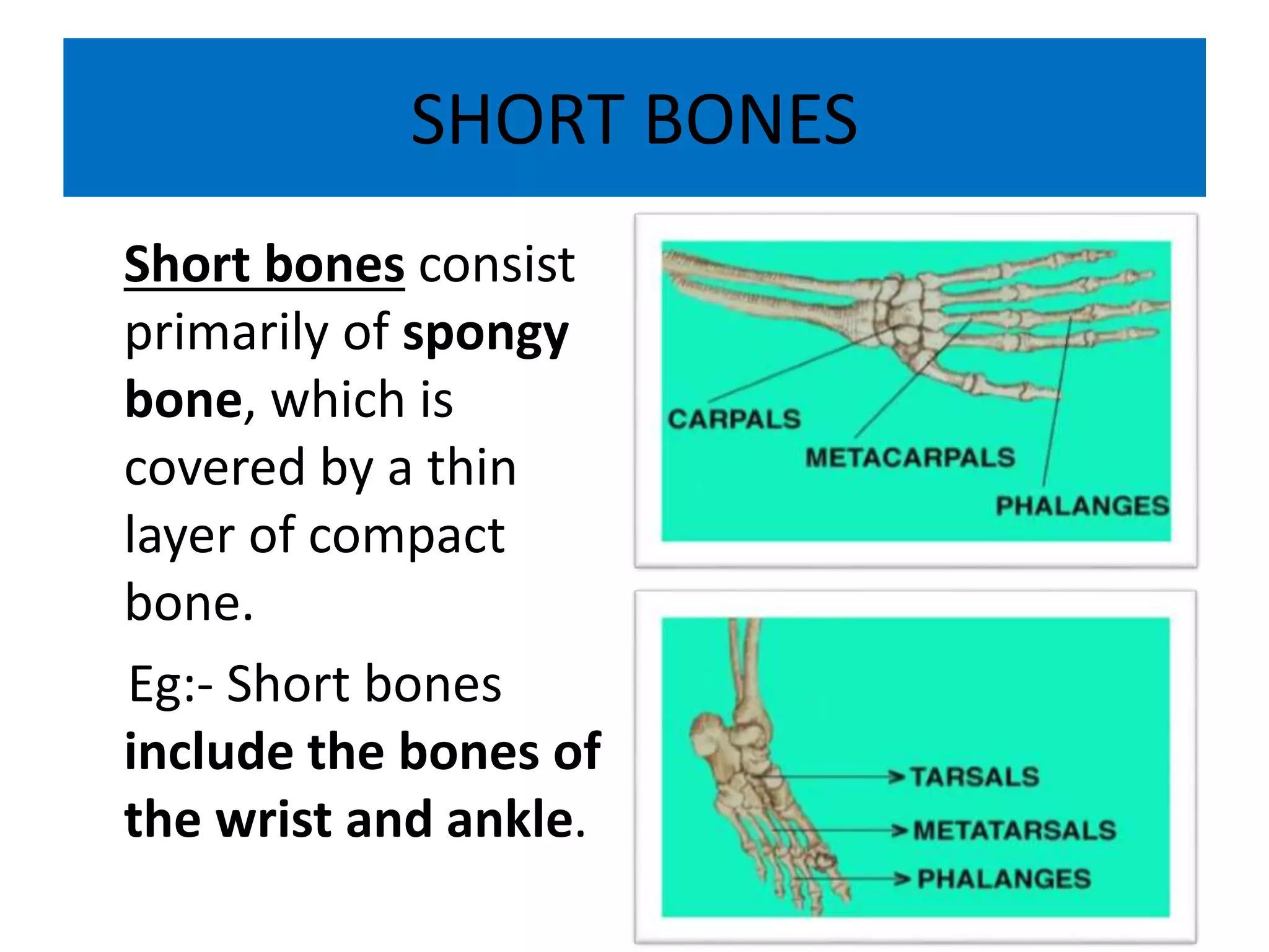 SHORT BONES
Short bones consist
primarily of spongy
bone, which is
covered by a thin
layer of compact
bone.
Eg:- Short bones
include the bones of
the wrist and ankle.
 