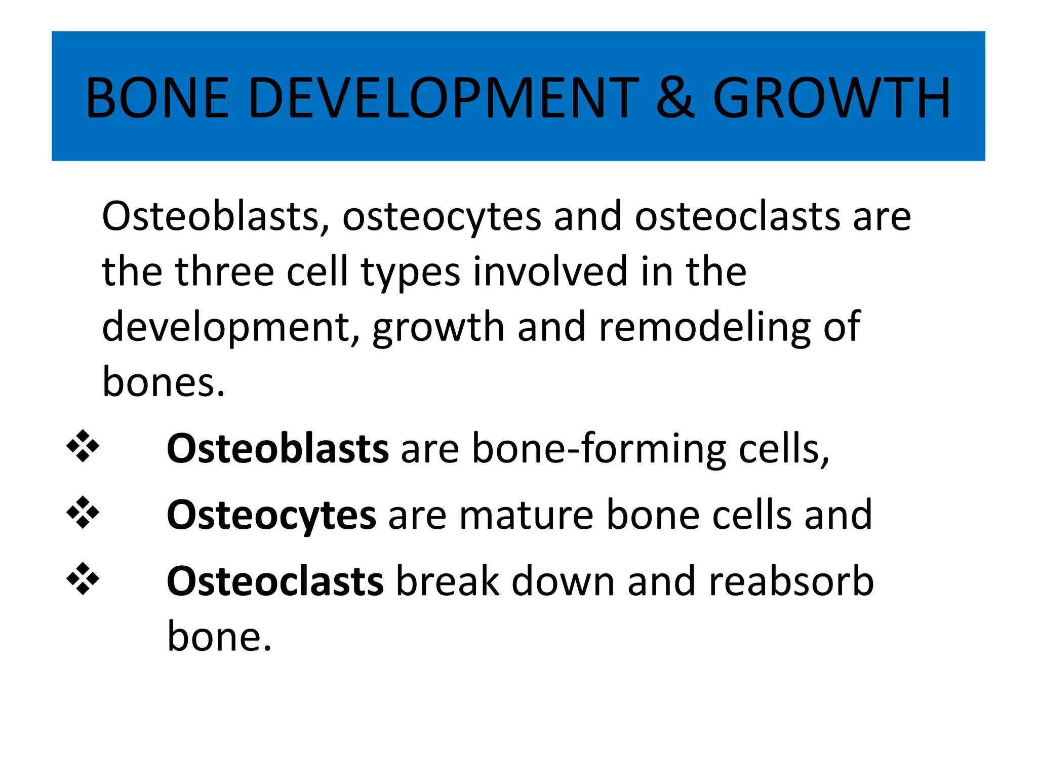 BONE DEVELOPMENT & GROWTH
Osteoblasts, osteocytes and osteoclasts are
the three cell types involved in the
development, growth and remodeling of
bones.
 Osteoblasts are bone-forming cells,
 Osteocytes are mature bone cells and
 Osteoclasts break down and reabsorb
bone.
 