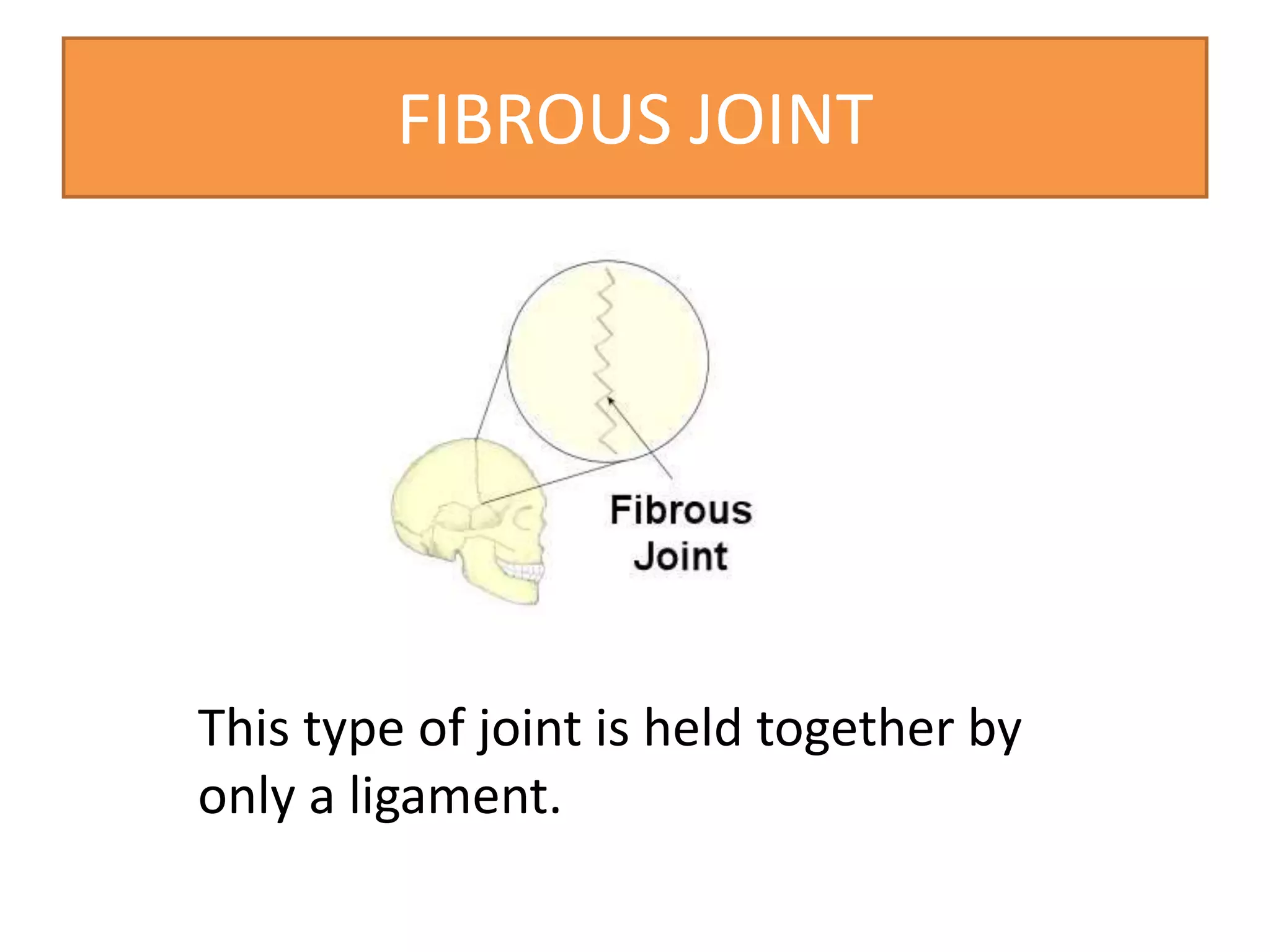 FIBROUS JOINT
This type of joint is held together by
only a ligament.
 