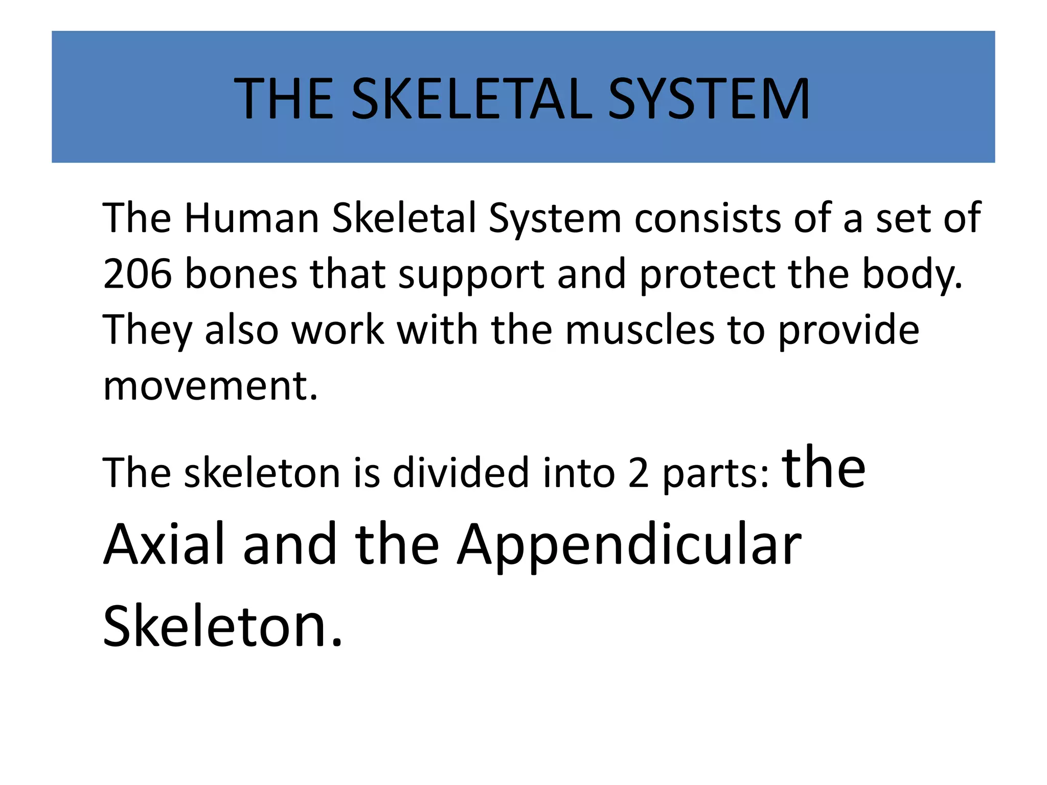 THE SKELETAL SYSTEM
The Human Skeletal System consists of a set of
206 bones that support and protect the body.
They also work with the muscles to provide
movement.
The skeleton is divided into 2 parts: the
Axial and the Appendicular
Skeleton.
 
