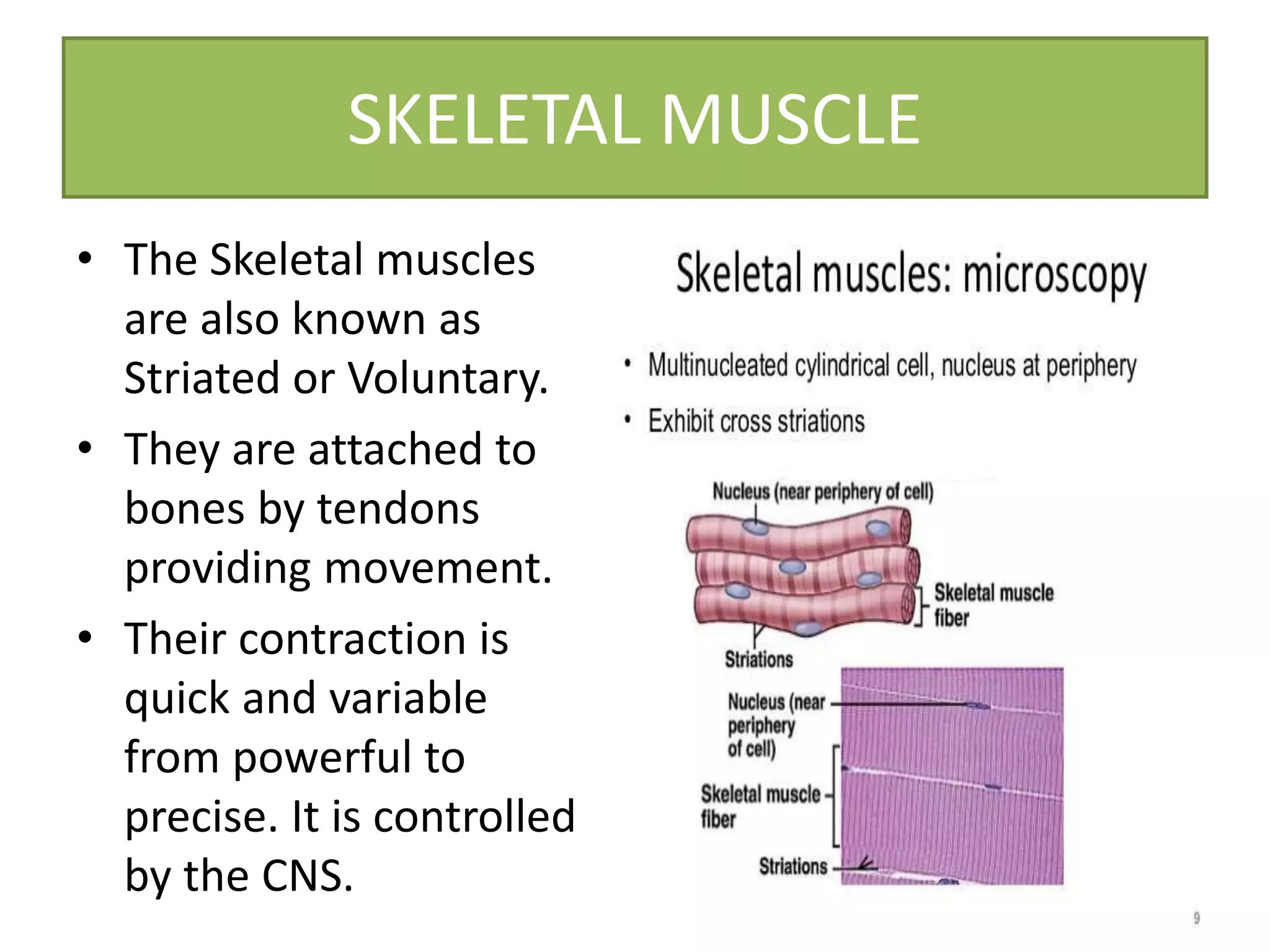 SKELETAL MUSCLE
• The Skeletal muscles
are also known as
Striated or Voluntary.
• They are attached to
bones by tendons
providing movement.
• Their contraction is
quick and variable
from powerful to
precise. It is controlled
by the CNS.
 