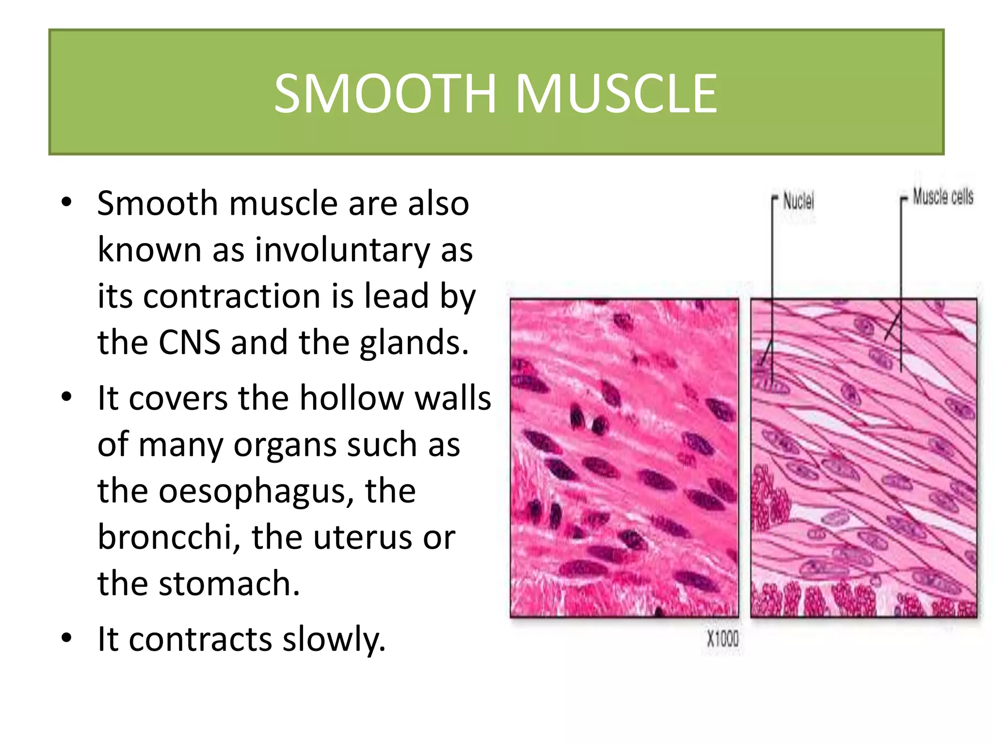 SMOOTH MUSCLE
• Smooth muscle are also
known as involuntary as
its contraction is lead by
the CNS and the glands.
• It covers the hollow walls
of many organs such as
the oesophagus, the
broncchi, the uterus or
the stomach.
• It contracts slowly.
 