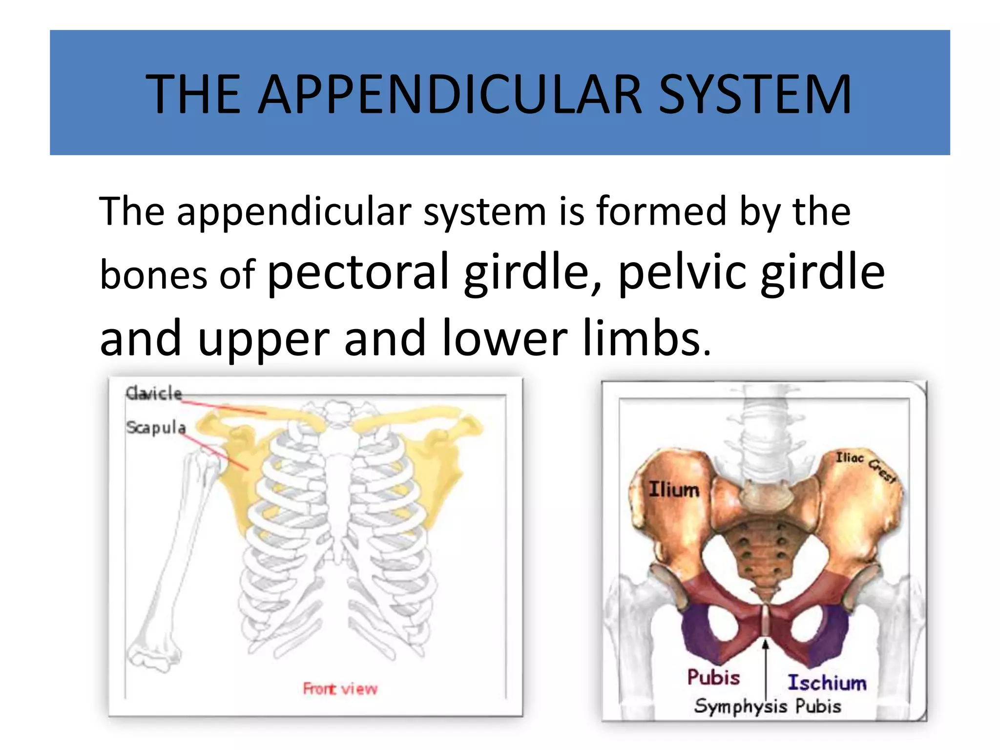 THE APPENDICULAR SYSTEM
The appendicular system is formed by the
bones of pectoral girdle, pelvic girdle
and upper and lower limbs.
 