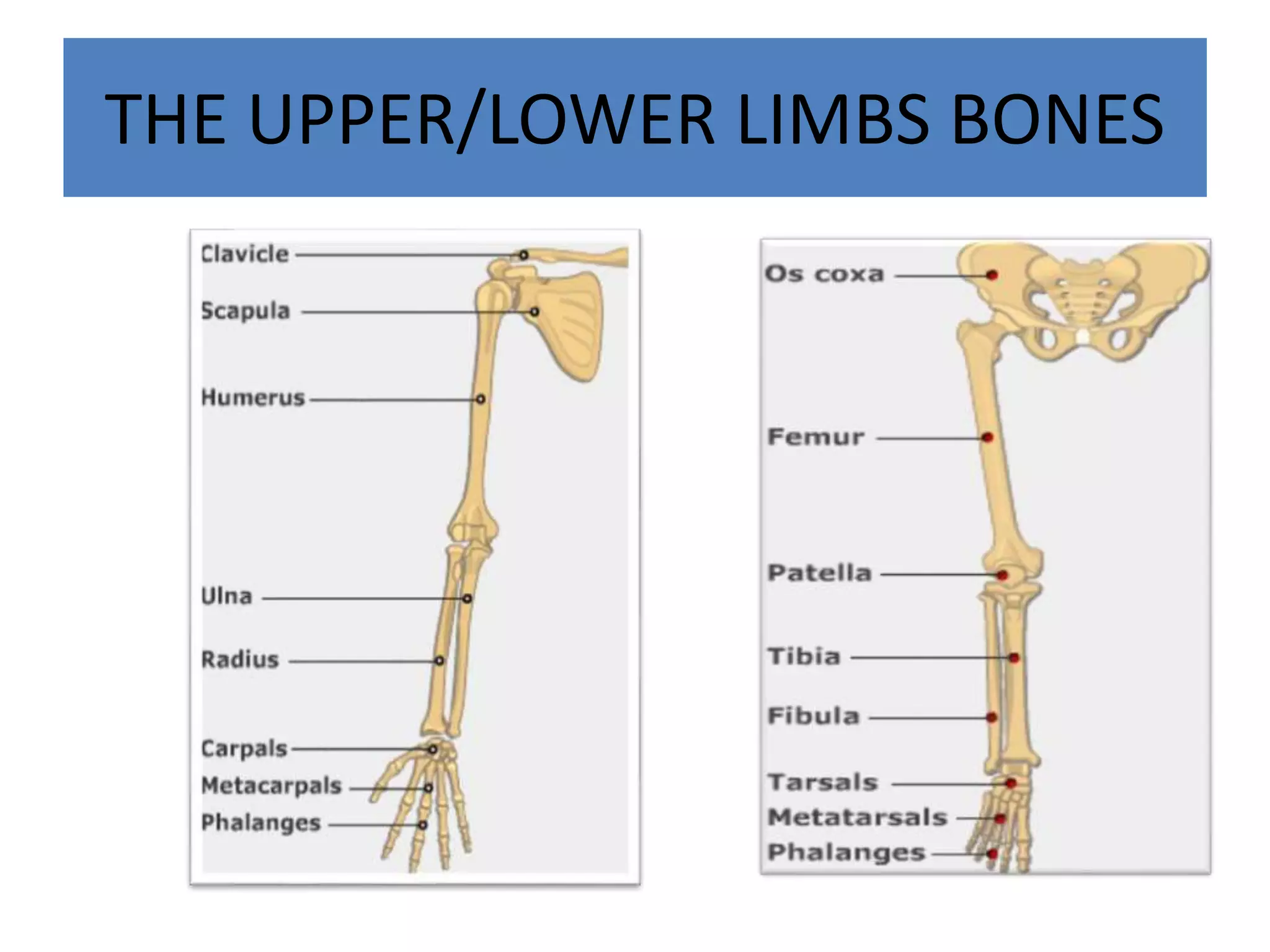 THE UPPER/LOWER LIMBS BONES
 