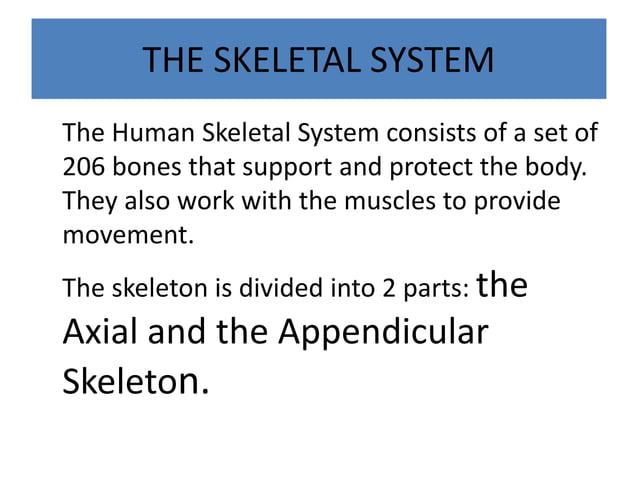 MUSCULOSKELETAL SYSTEM ANATOMY AND FUNCTIONS visual data 2