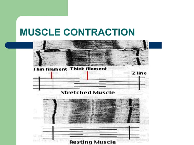 Anatomy of musculoskeletal system | PPTX