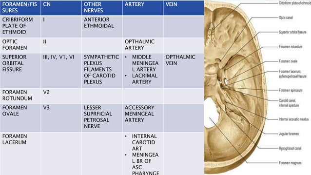 Anatomy of nasopharynx | PPTX