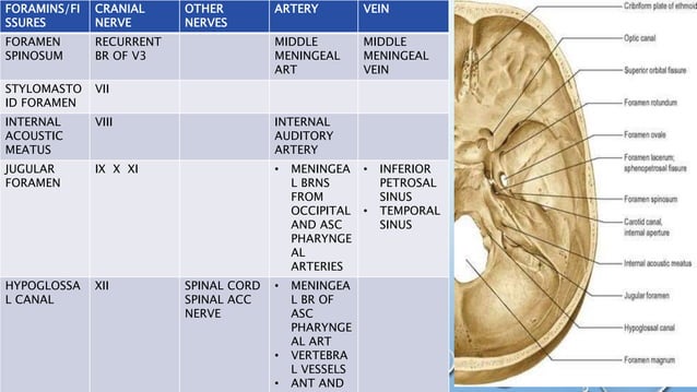 Anatomy of nasopharynx | PPTX