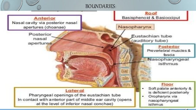 Anatomy of nasopharynx