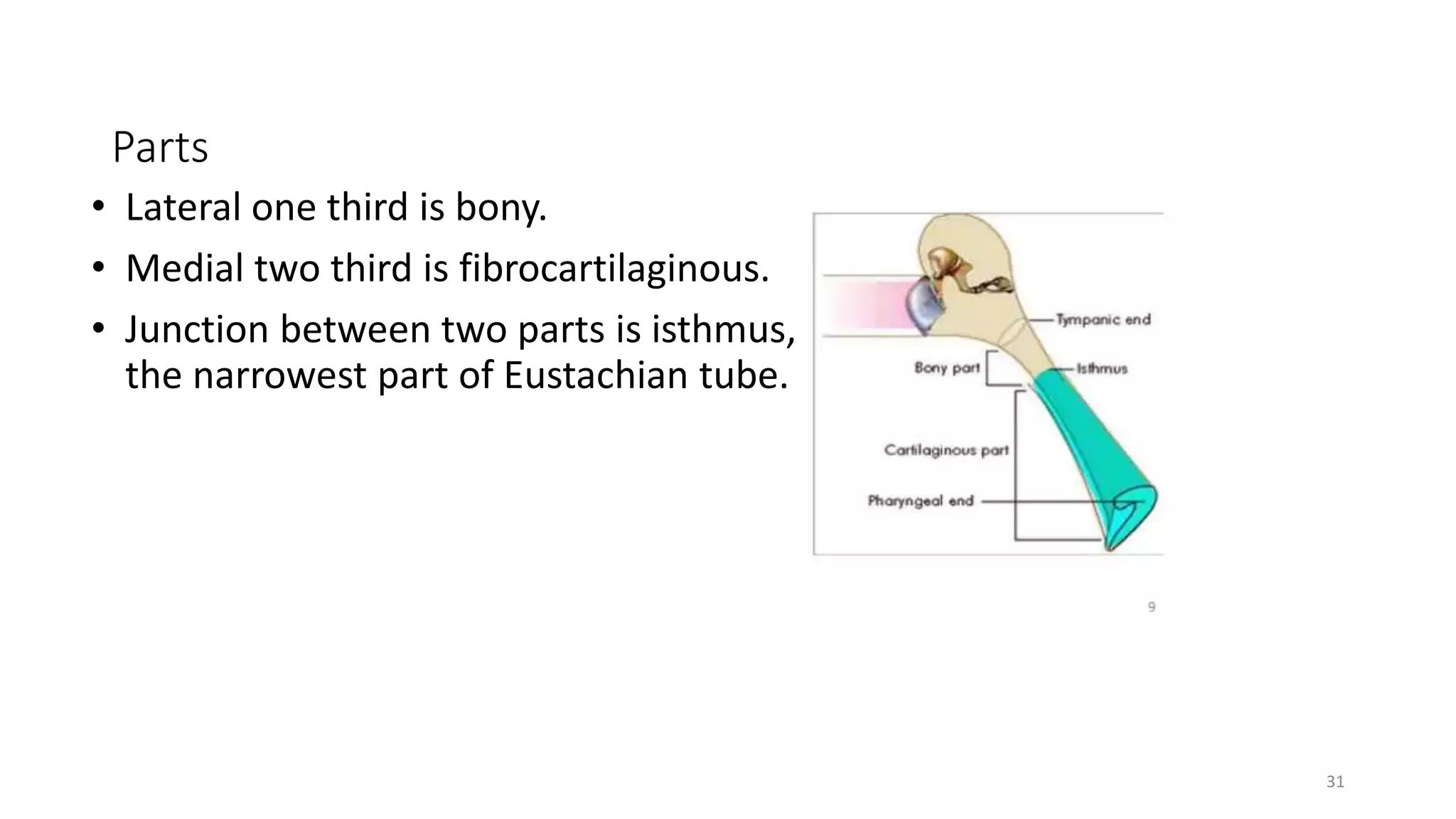 Anatomy of Nasopharynx and Eustachian Tube.pptx
