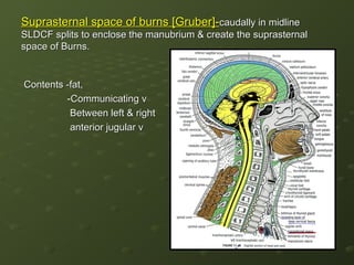 Sldcf Anatomy of neck for radiology seminars a | PPT