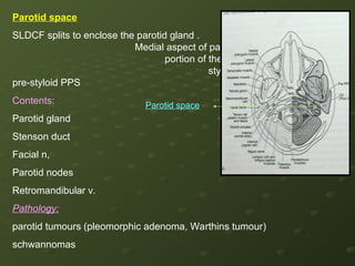 Sldcf Anatomy of neck for radiology seminars a | PPT
