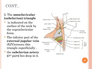Comprehensive Clinical and Topographical Anatomy of the Neck and ...