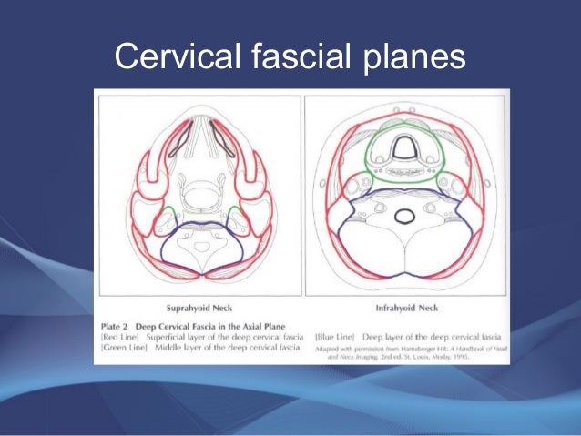 Anatomy of neck spaces and levels of cervical
