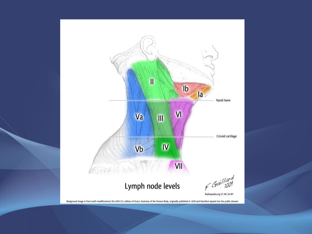 Anatomy of neck spaces and levels of cervical