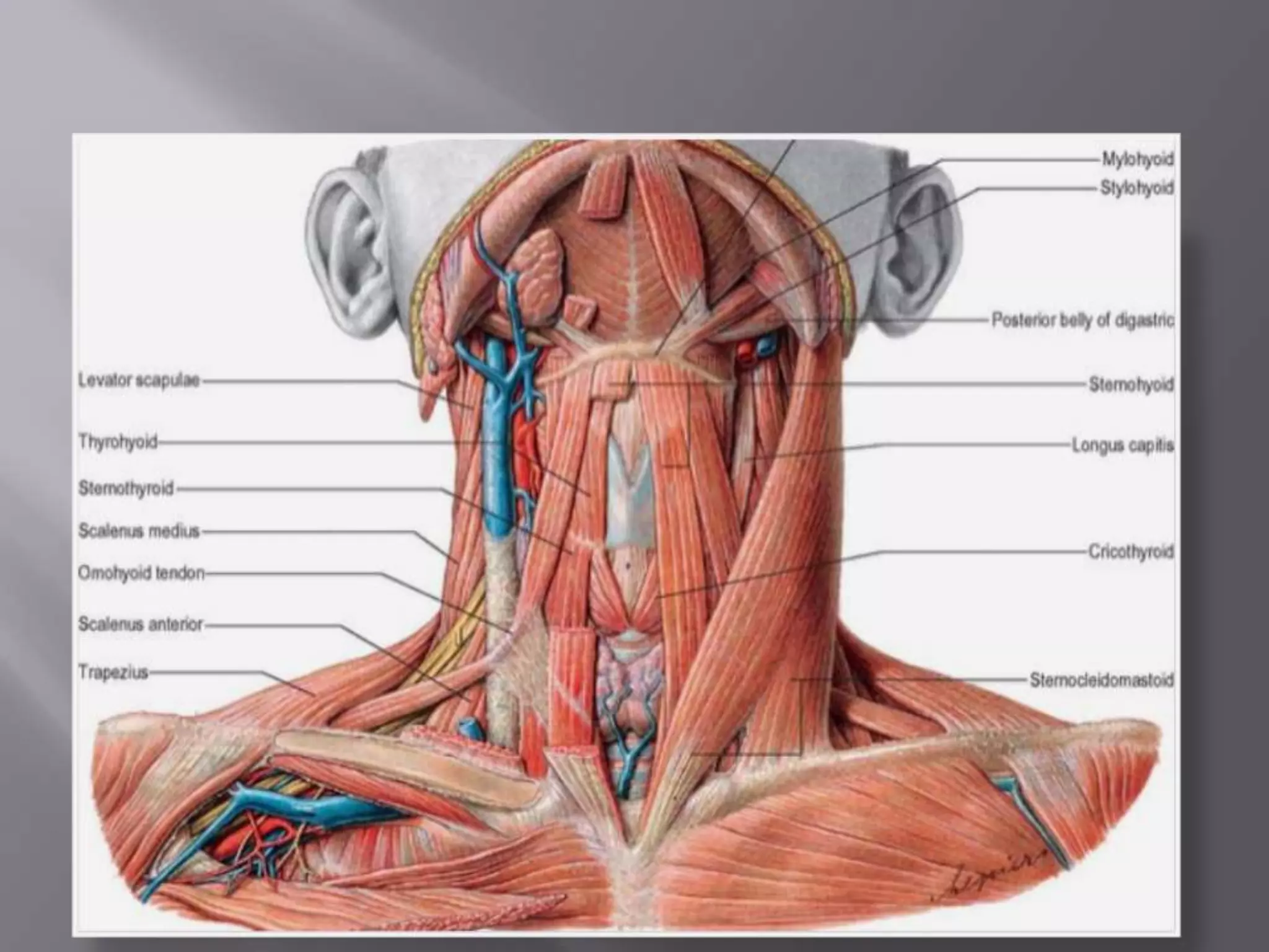 Anatomy of neck triangles | PPT