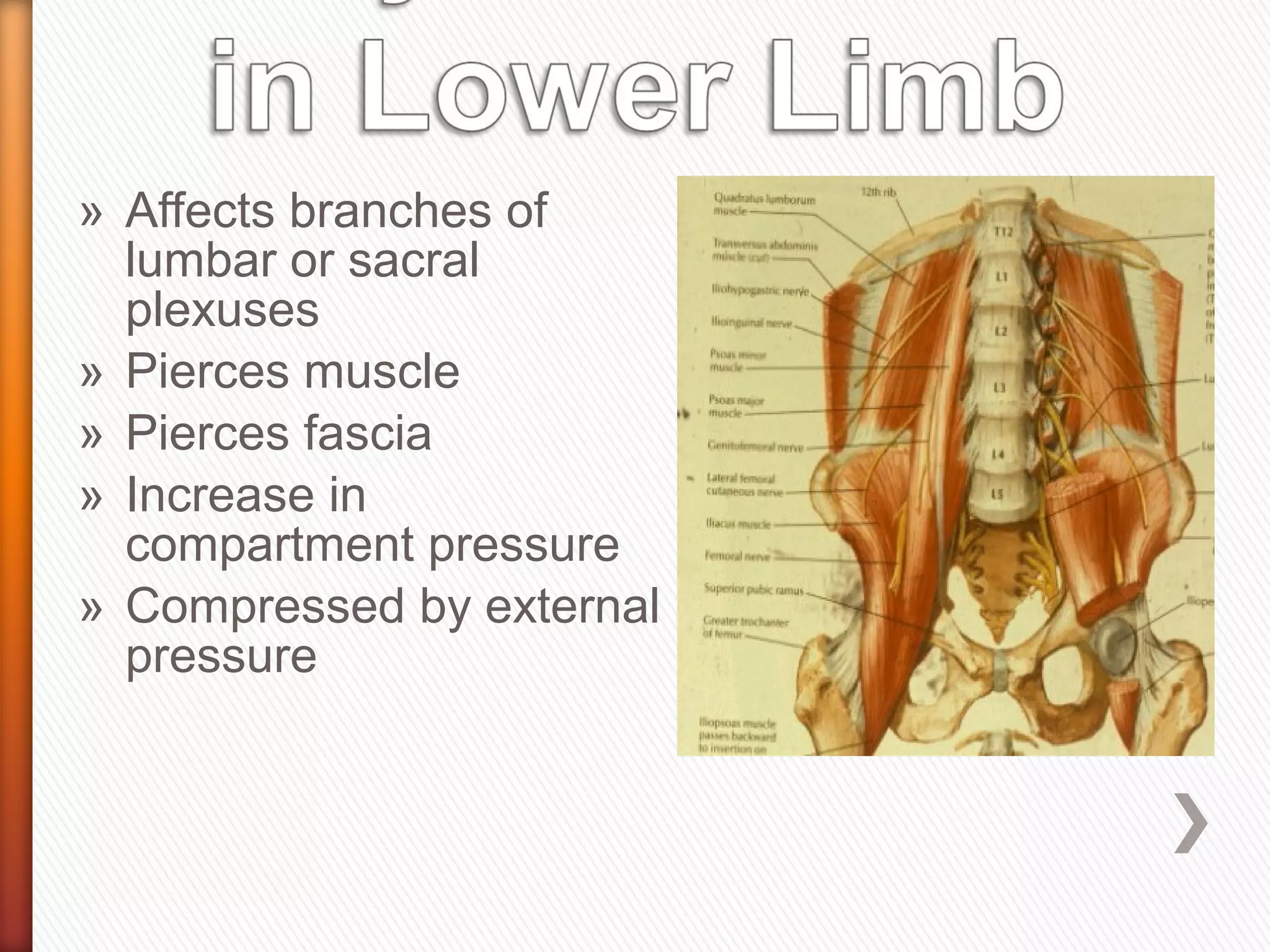 Anatomy of nerve_injuries_lower_limb | PPT