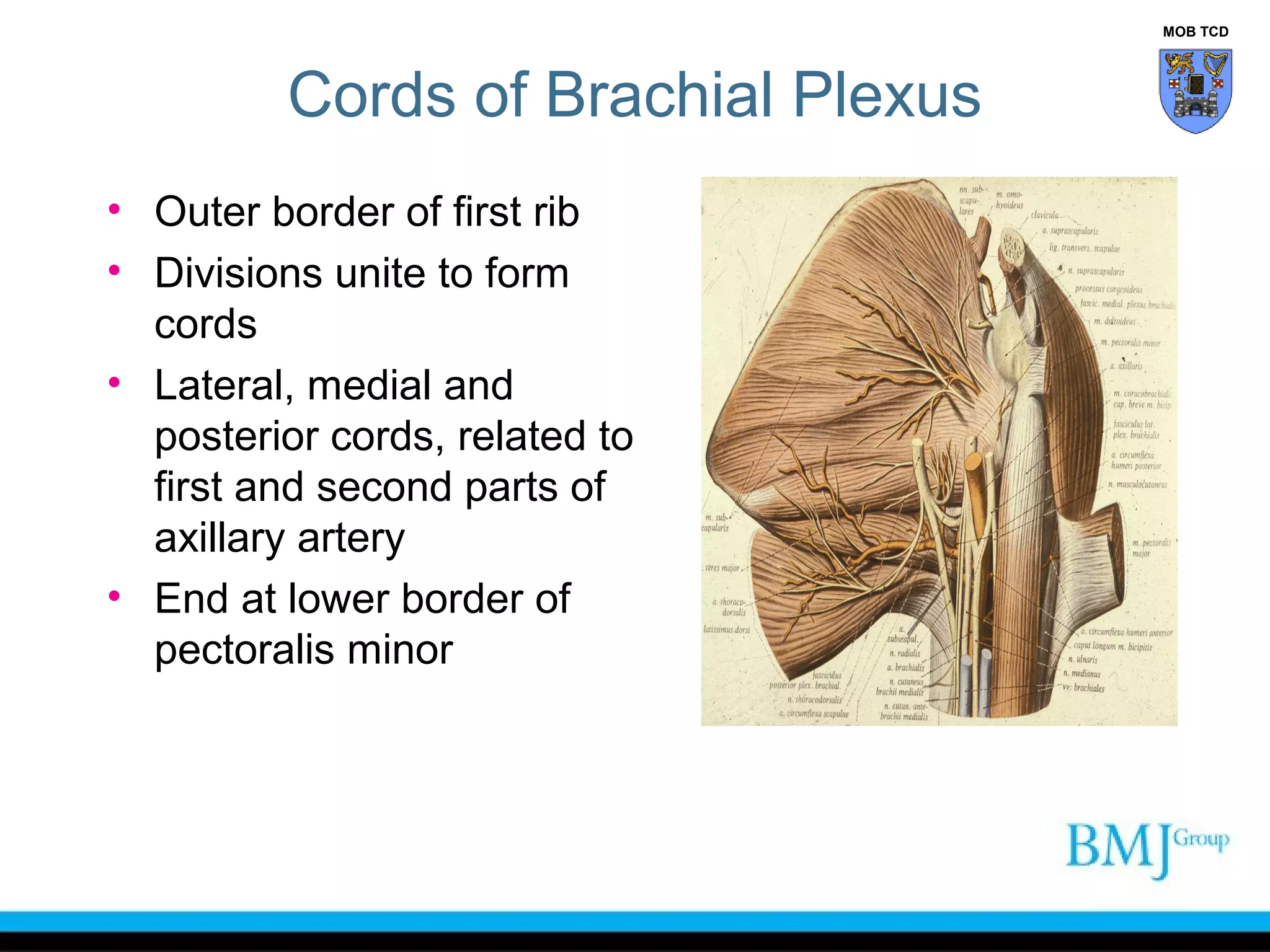 Anatomy of nerve injuries upper limb | PPT