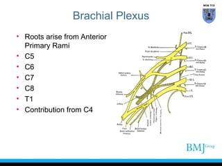 Root Plexus Anatomy of nerve injuries upper limb | PPT