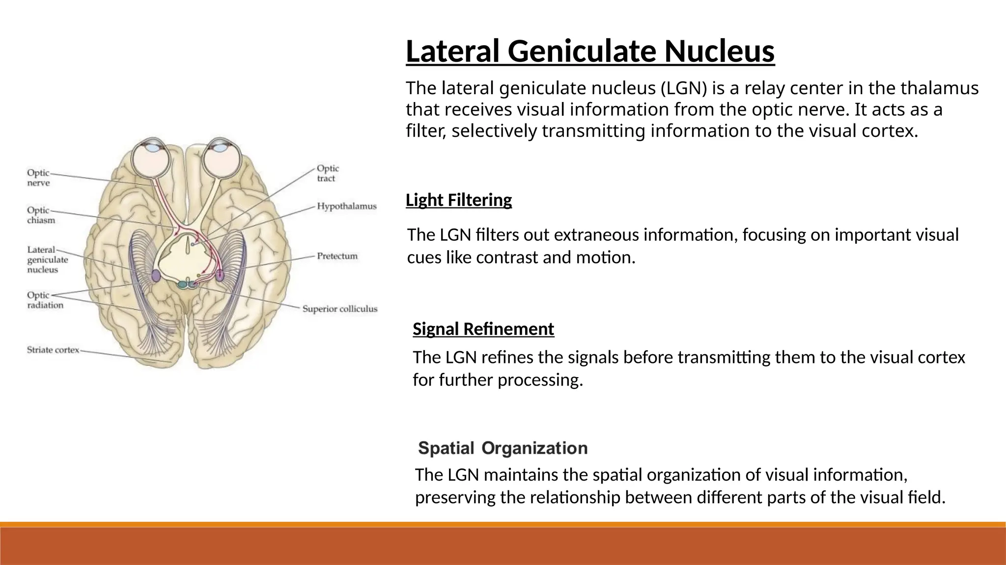Nervus opticus anatomy, tomography , examination | PPTX