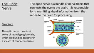 Nervus opticus anatomy, tomography , examination | PPTX
