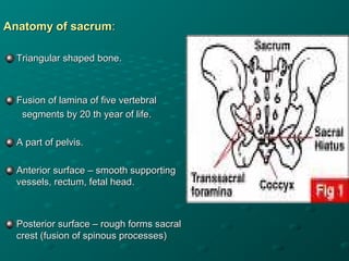 Anatomy of neuroaxial system final | PPT
