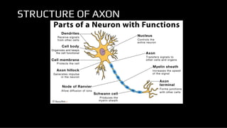 ANATOMY OF NEURON of Human Body by Anamika | PDF