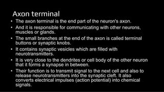 ANATOMY OF NEURON of Human Body by Anamika | PDF