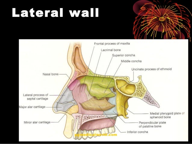 Anatomy of nose