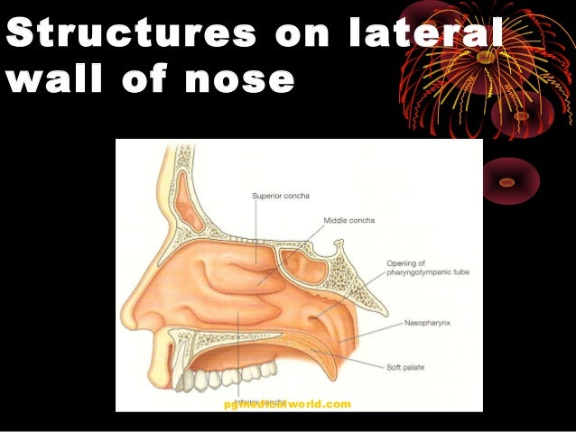 Anatomy of nose