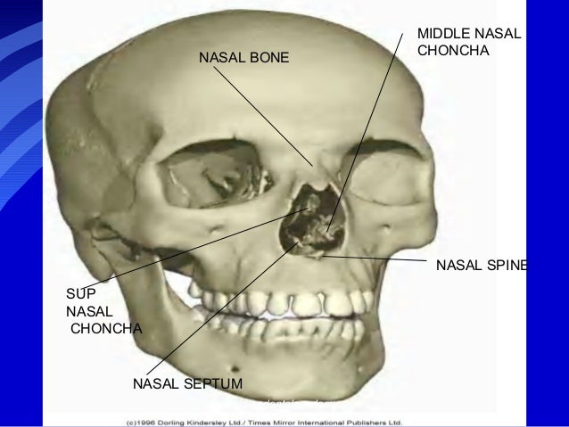 Anatomy of nose /certified fixed orthodontic courses by Indian dental…
