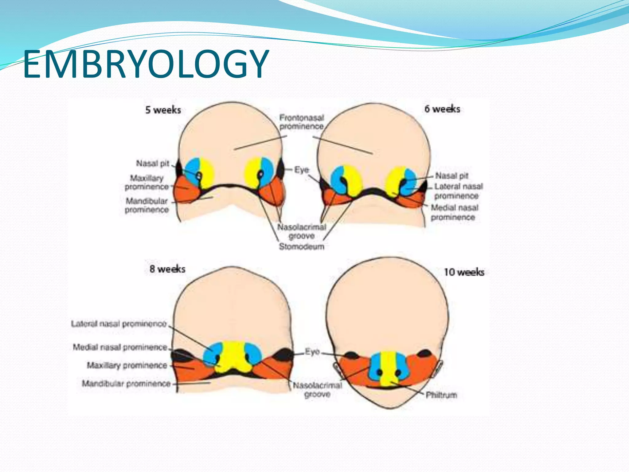 Anatomy Of Nose PPTX Anatomy Of Nose PPTX
